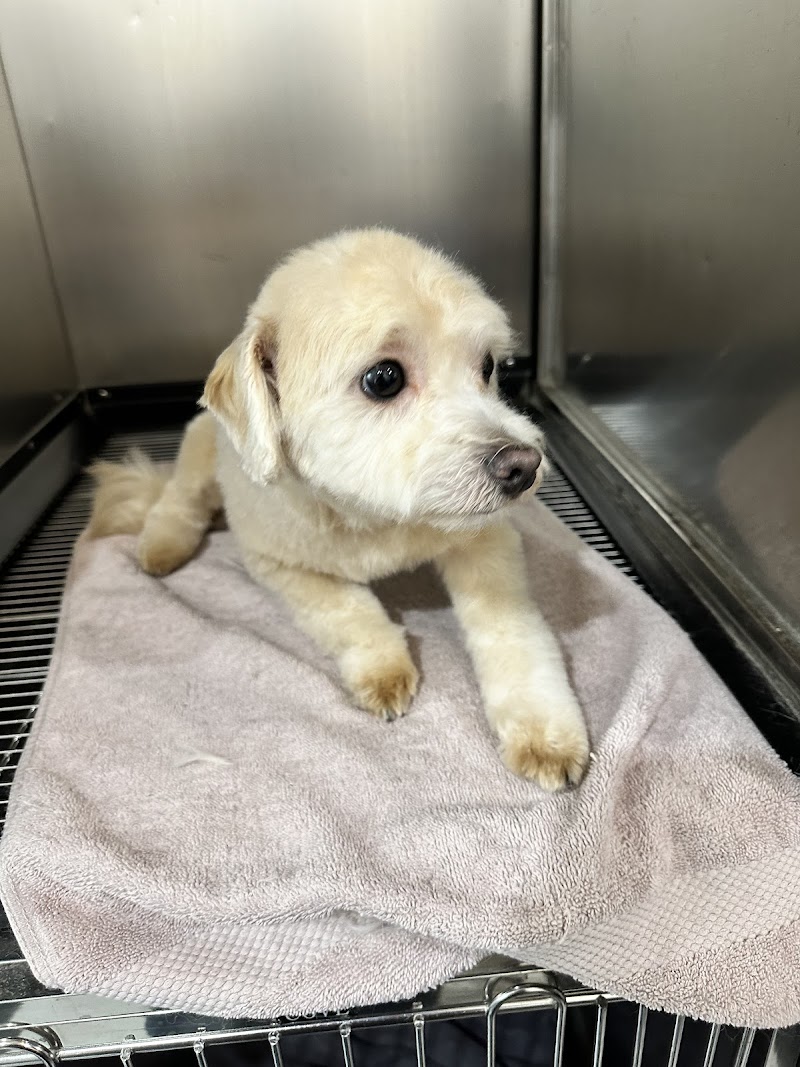 Unleashed Spa Pet Grooming cover image