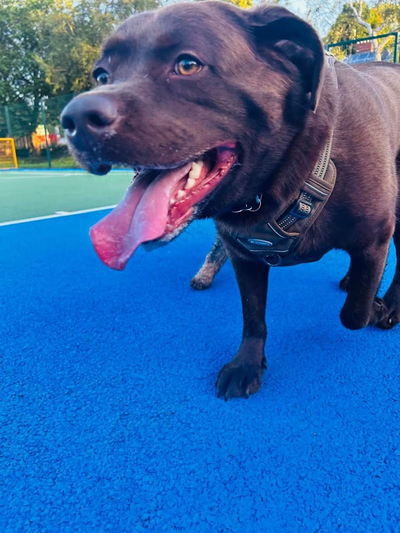 Madfurit Manchester Dog Boarding & Daycare cover image