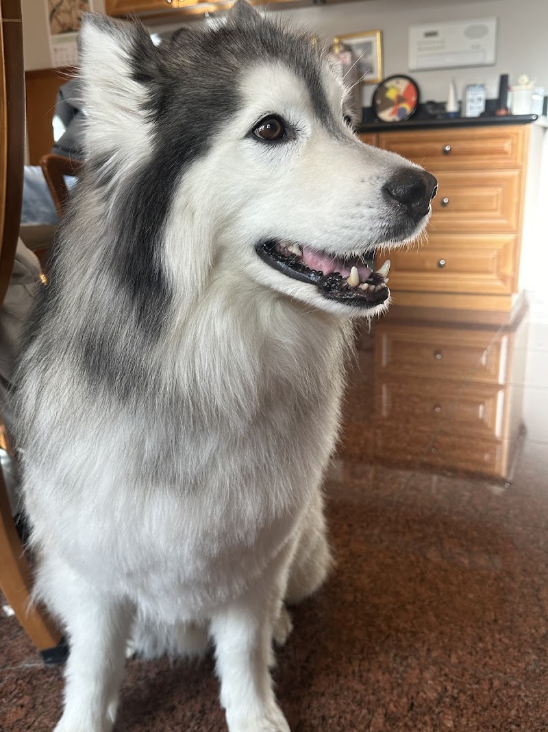 Paw Prints Grooming Salon cover image