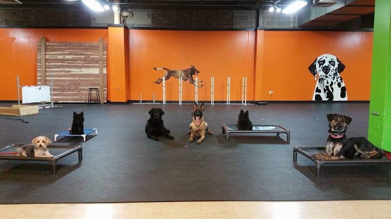 Downtown Dogs Chicago cover image