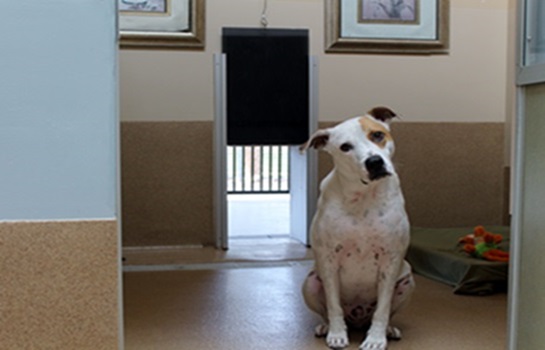 Second Home Pet Resort cover image