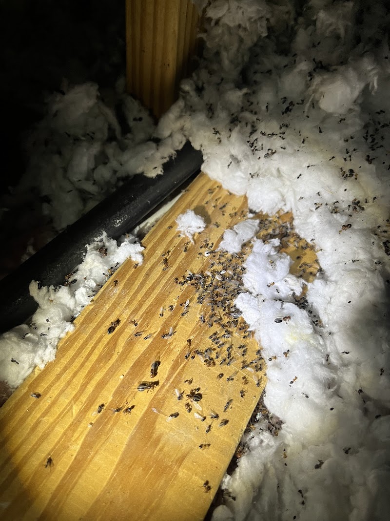 Alliance Pest Solutions cover image