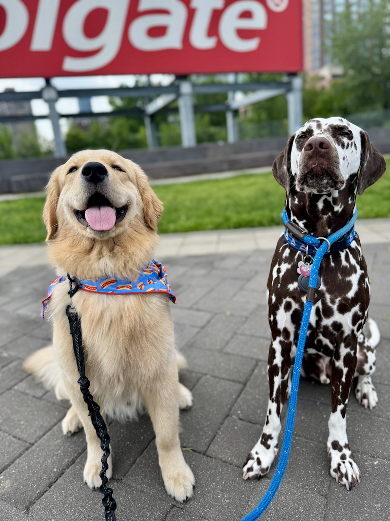 Liberty Dog Walking & Pet Sitting cover image