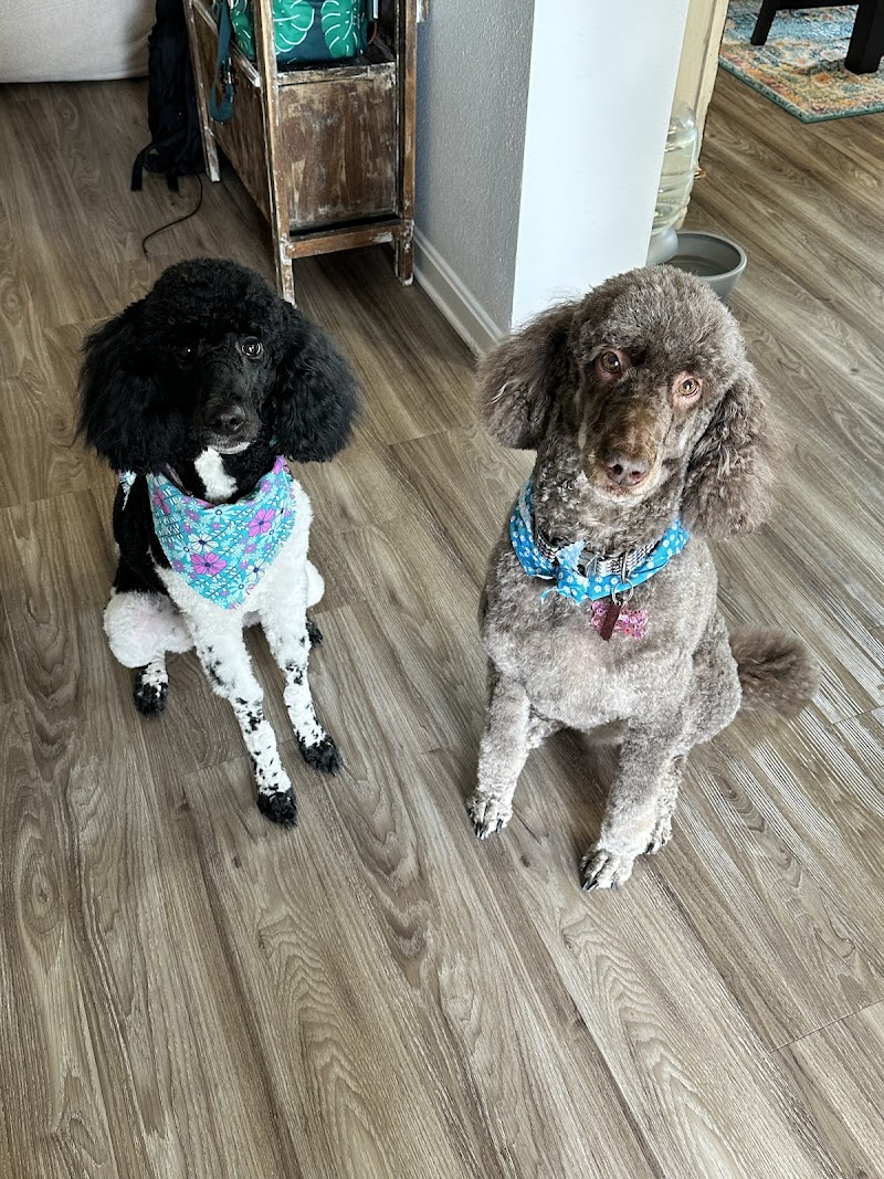 The Dog Retreat and Spa cover image