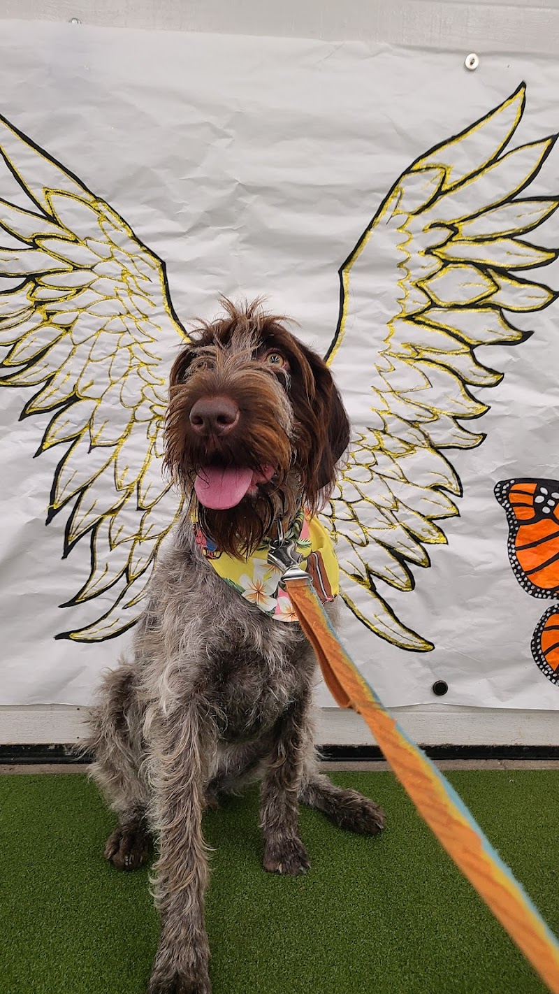 Columbus All-Breed Training cover image