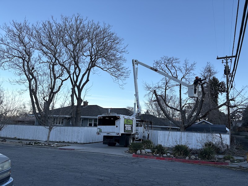 Amen Trees cover image