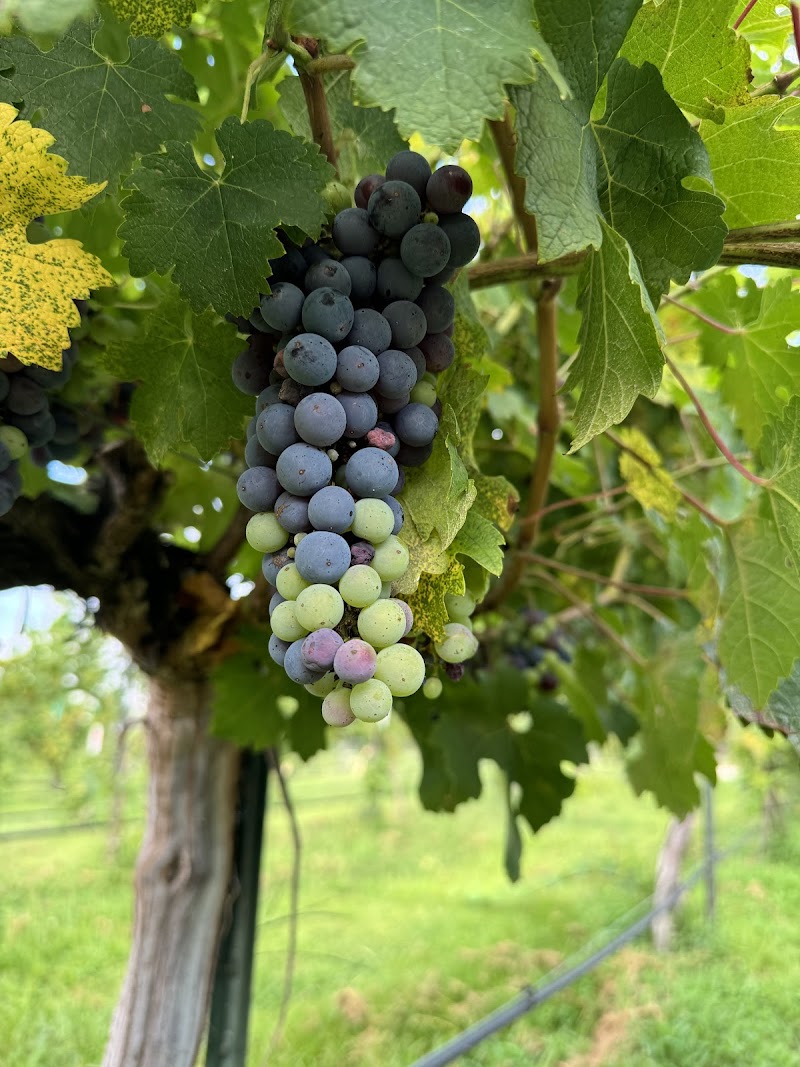 Pecan Creek Winery cover