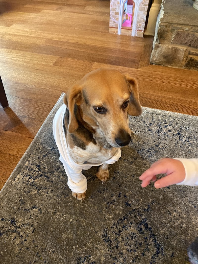 Germantown Animal Hospital cover image