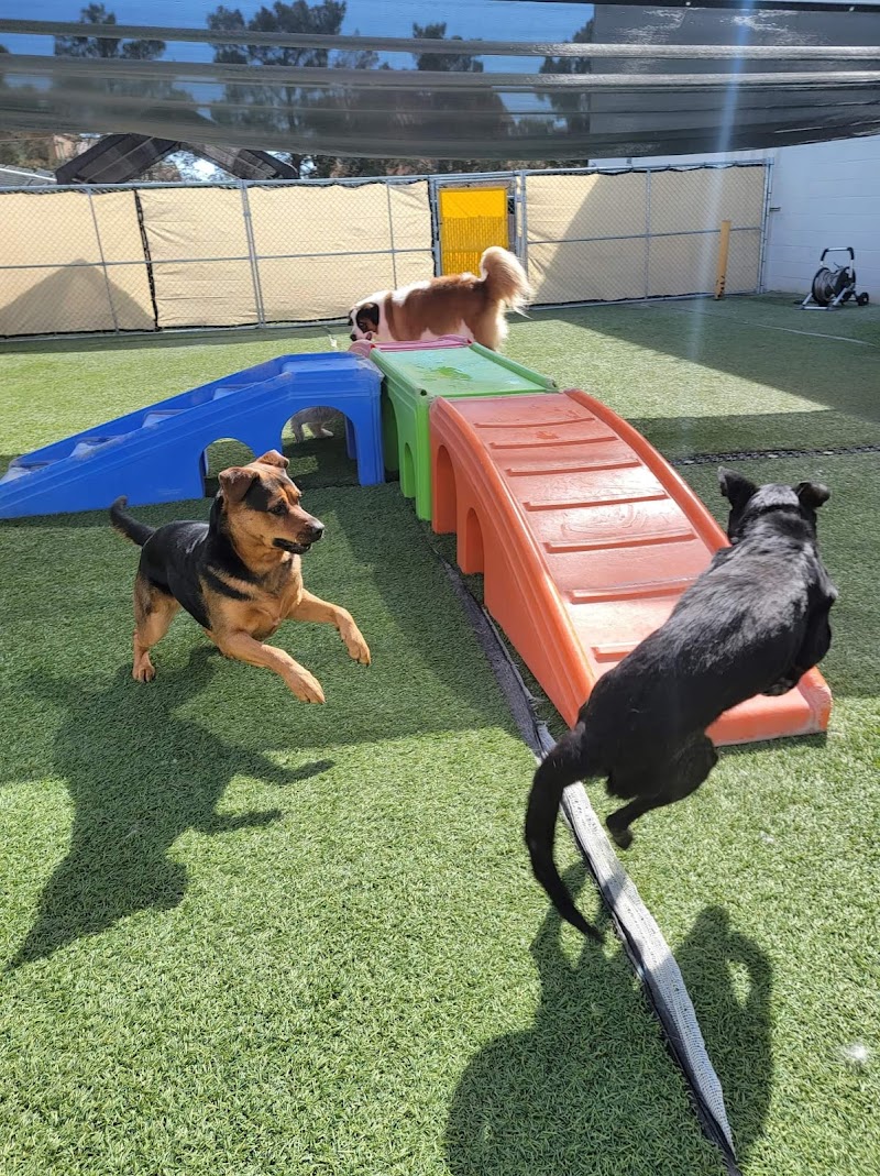 Hot Diggity Dog Daycare cover image