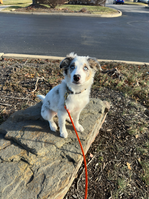 Dog Training Elite St. Louis cover image