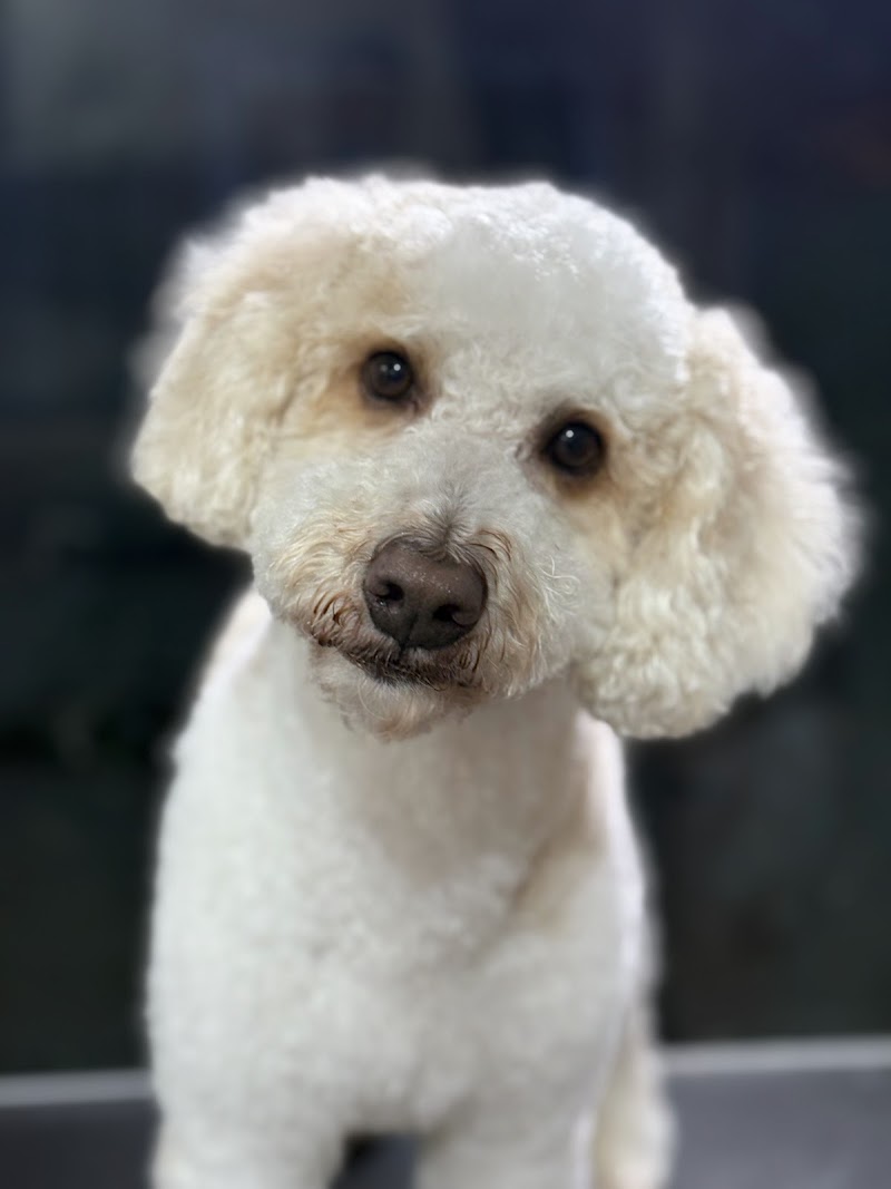 Pawdressers cover image