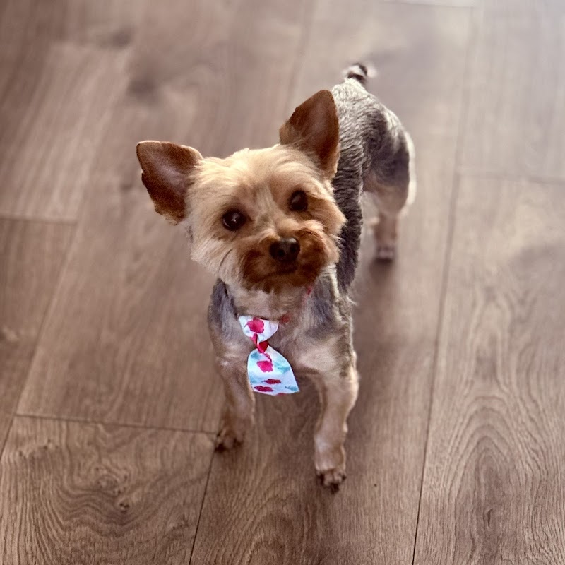 Woof Gang Bakery & Grooming Park Place cover image