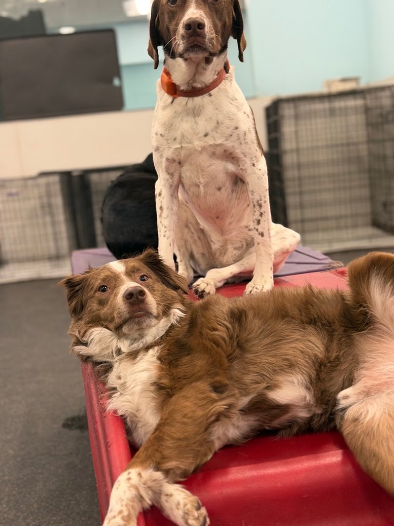 Dogtopia of South Chandler cover image