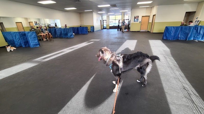 The Canine Coach - NE Minneapolis cover