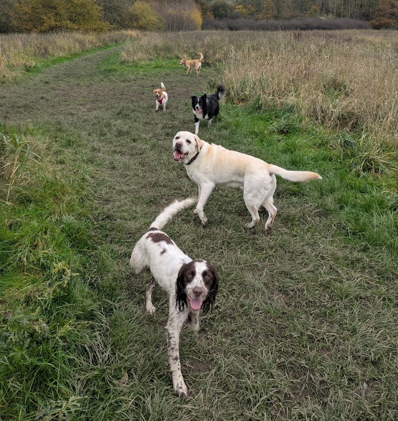 The Dog Walkers cover image