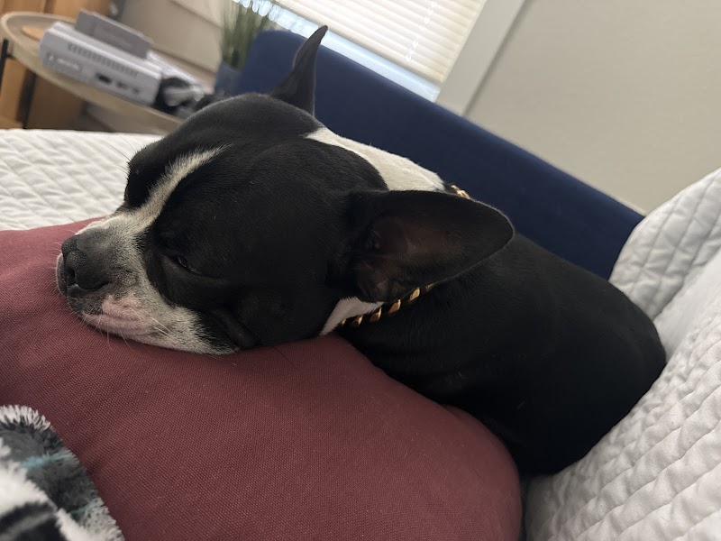 Low Cost Pet Vet cover image