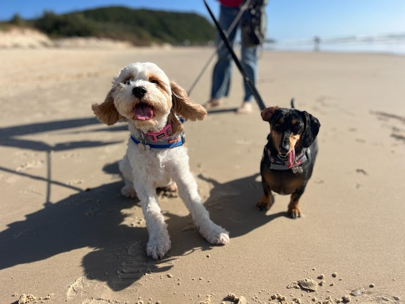 Doggie Homestayz cover image