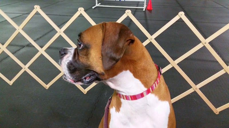 Companion Dog School of Tulsa cover image