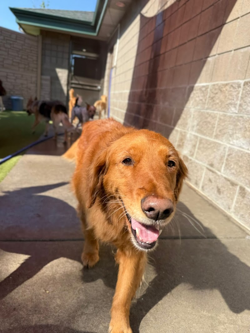 Idaho Dog Park cover image