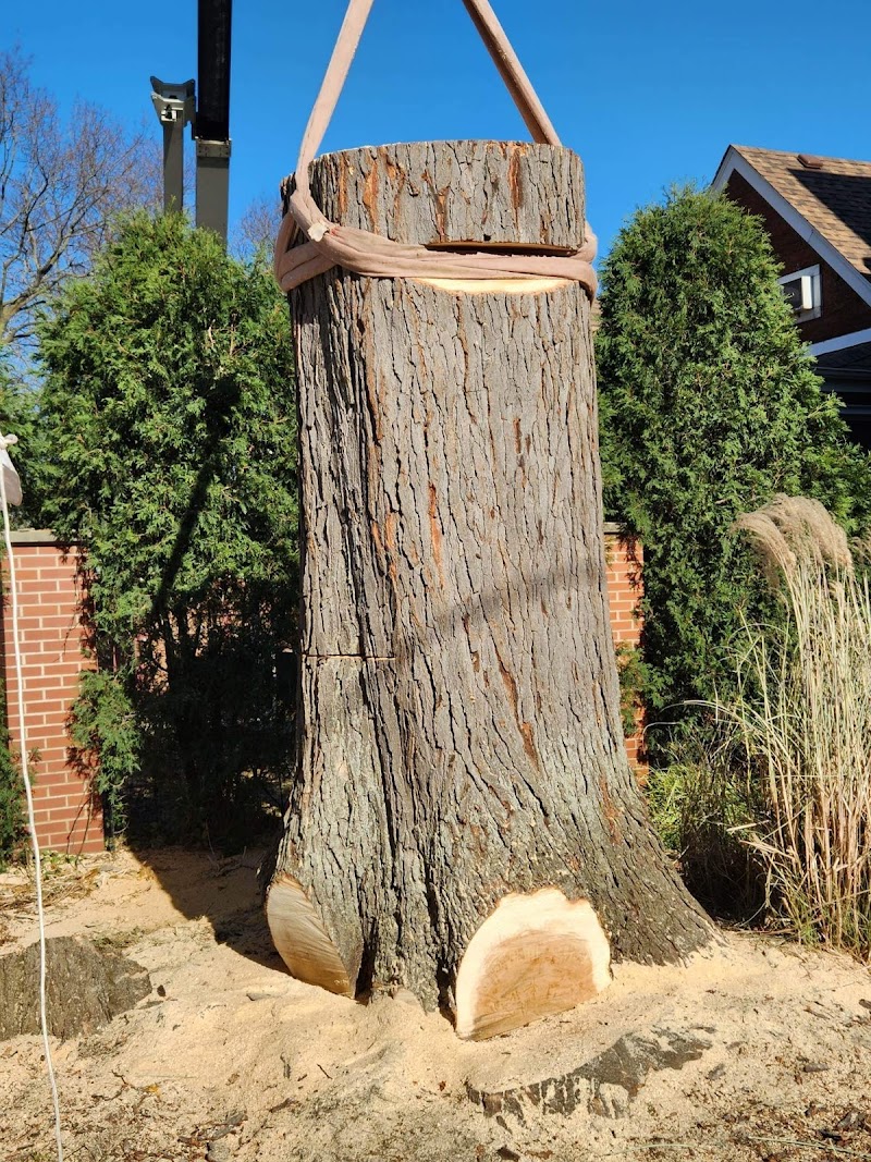 County Tree Service cover