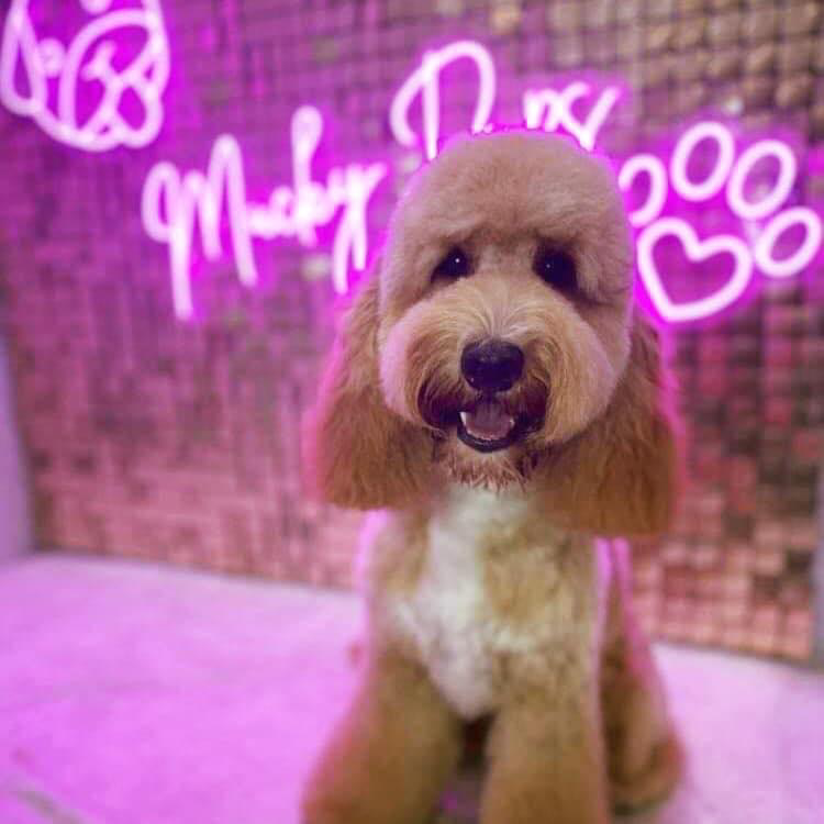 Mucky Pups Grooming School & Salon cover image