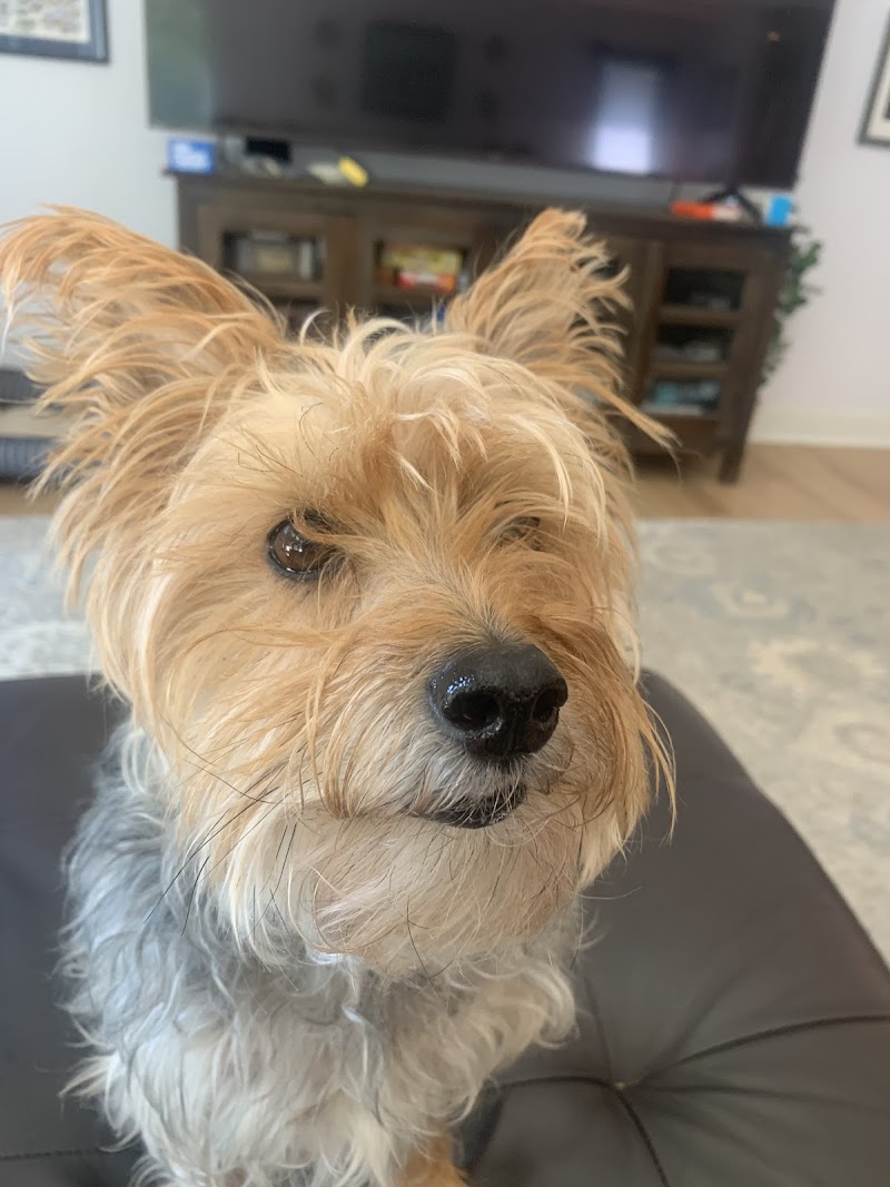 Valley Animal Hospital & Pet Resort cover image