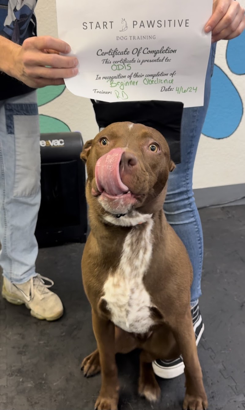 Start Pawsitive Dog Training cover