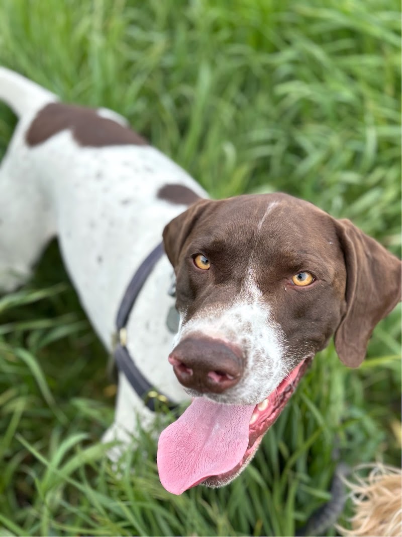 Digby & Company - NW Calgary Dog Walking Service cover image