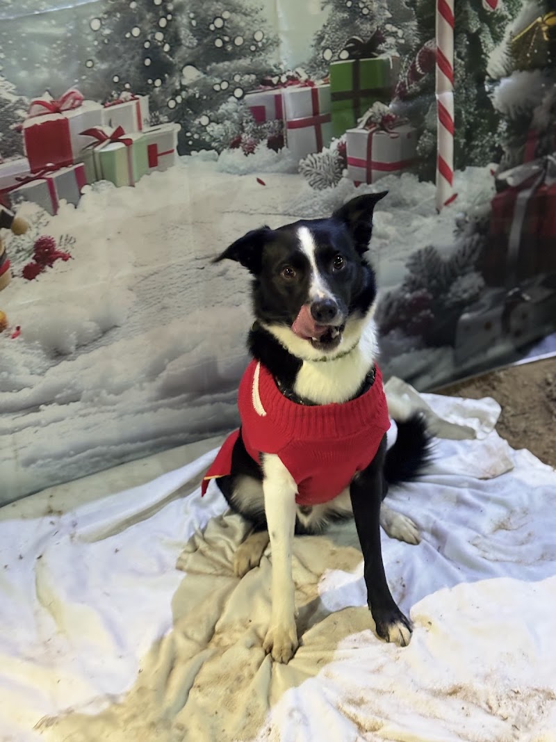 Bankhouse Barkers Dog Training Club cover image