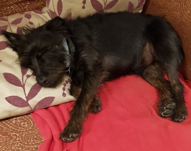 Fran's Happy Hounds cover image