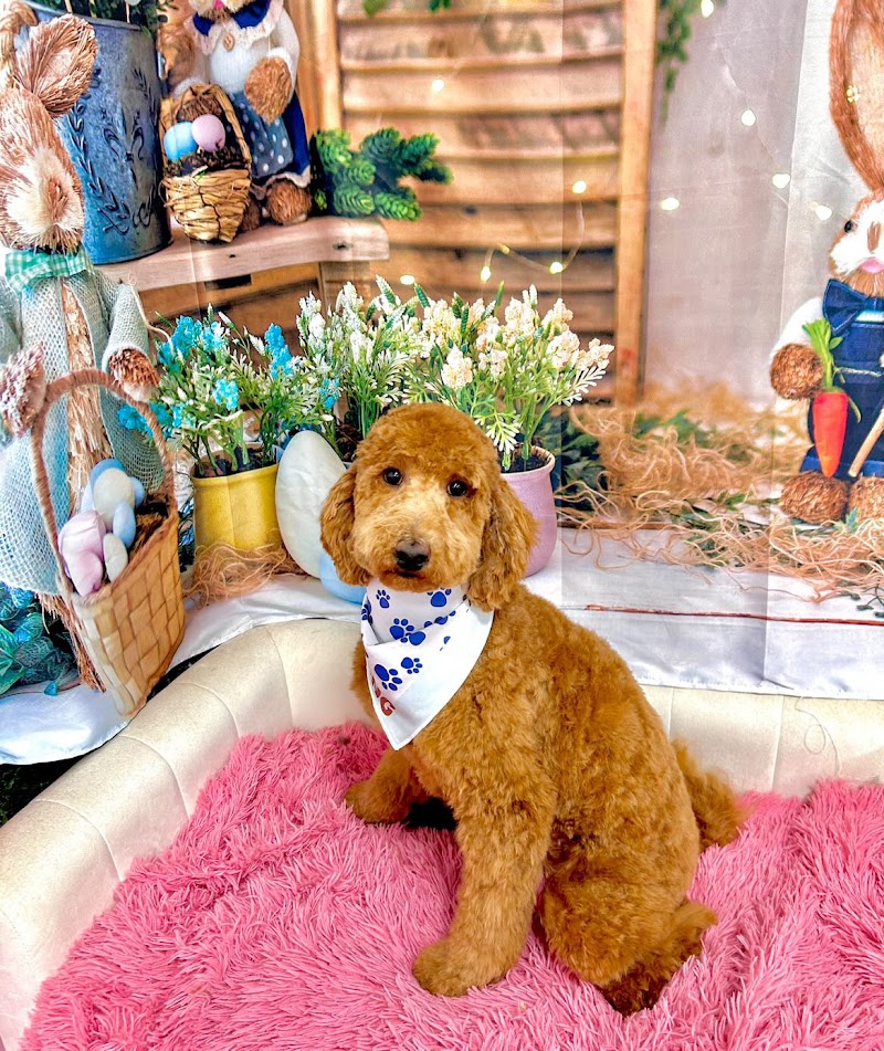Woof Gang Bakery & Grooming The Works cover