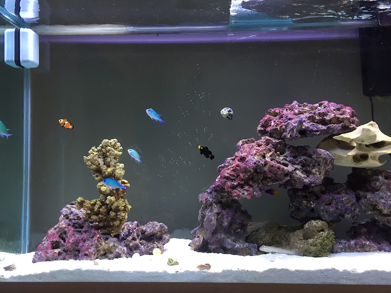 South Seas Aquatics Inc. cover image