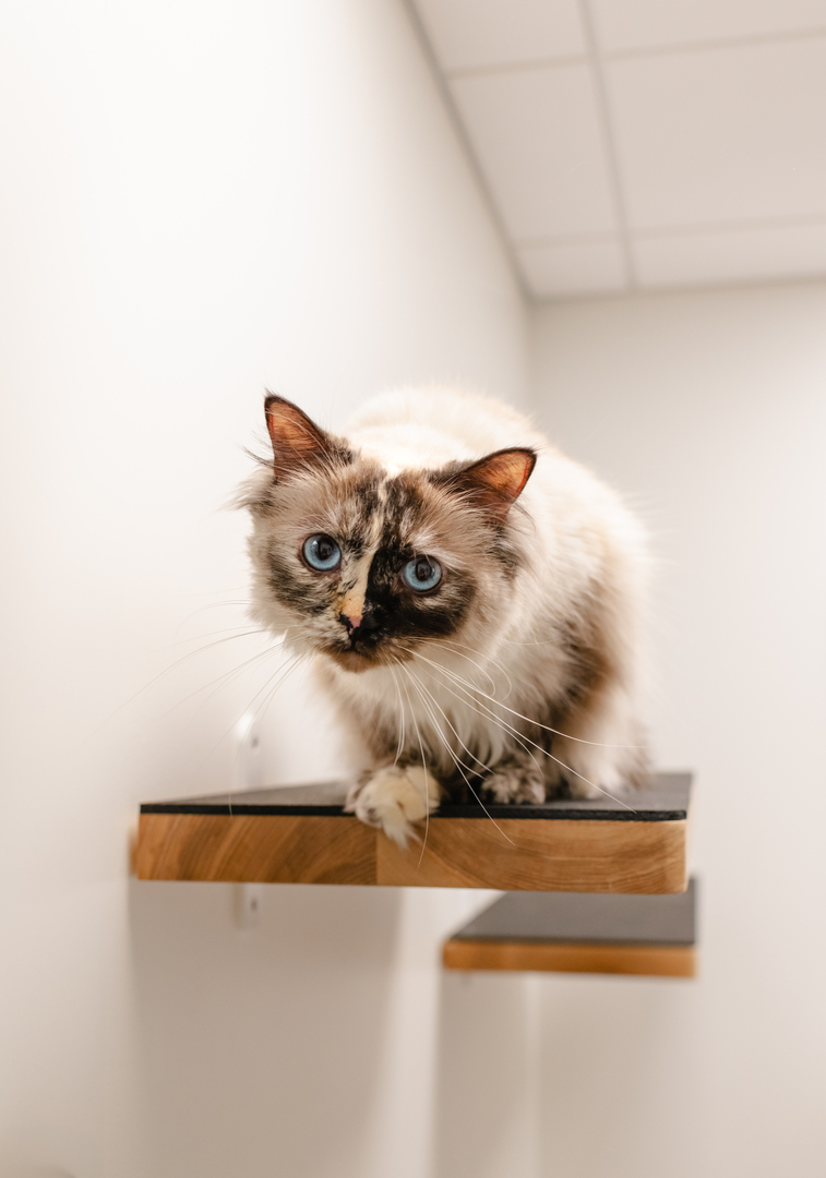 Heart + Paw cover image