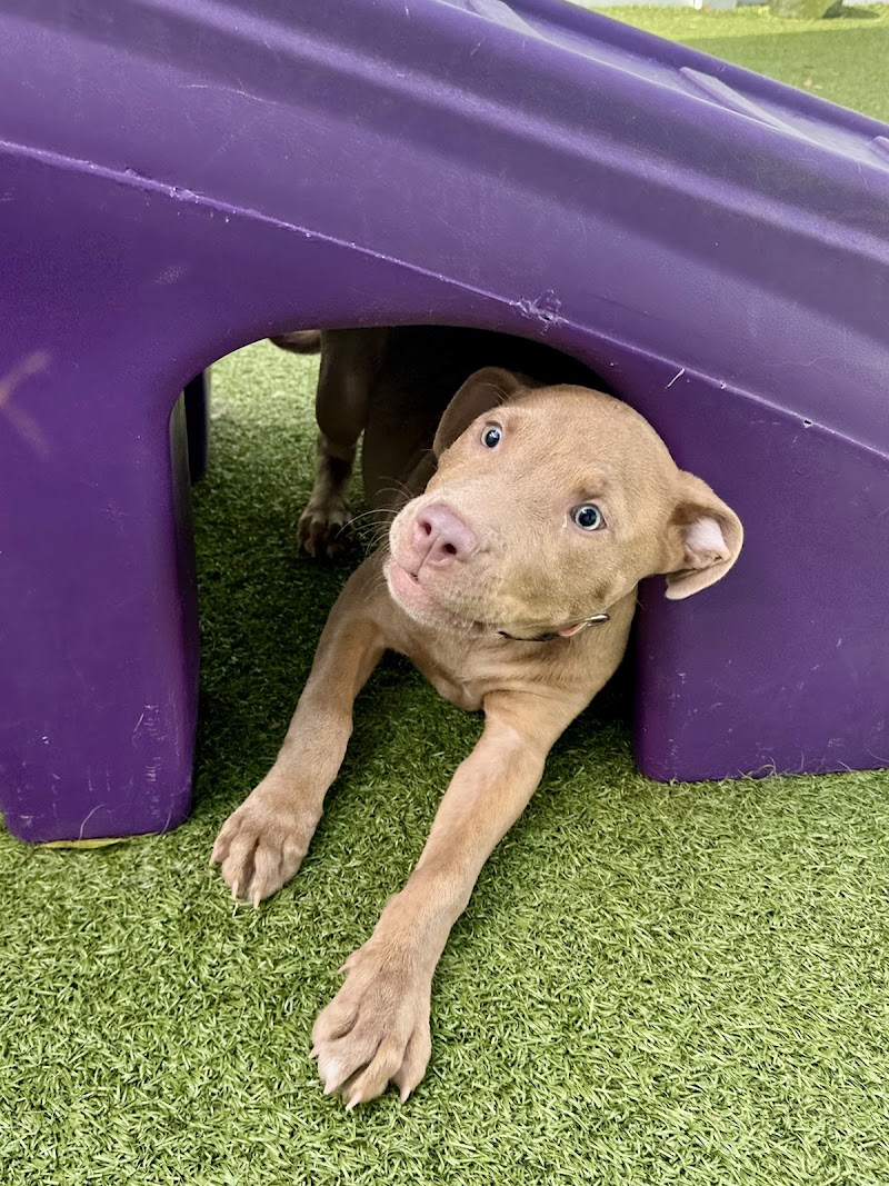 Paws 'n' Rec - Grace cover image