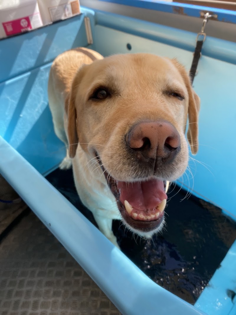 Aussie Pooch Mobile Dog Wash and Grooming Joondalup cover image