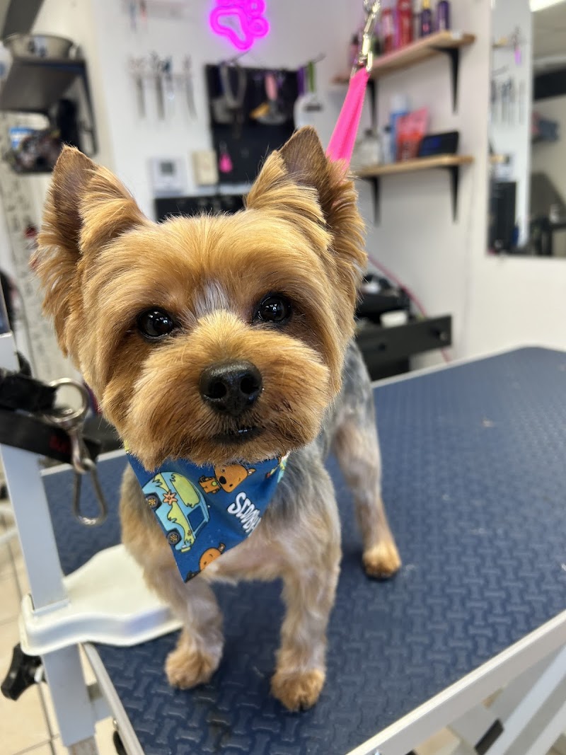 Pawsh CLE cover image