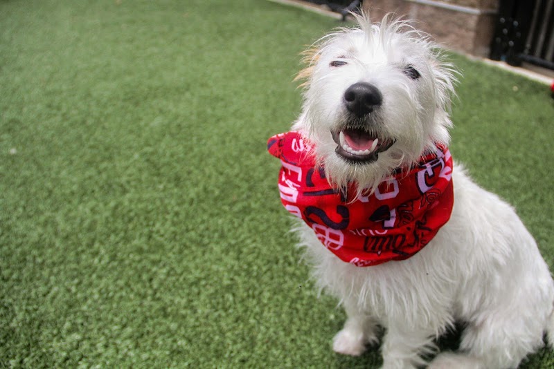 Petropolis Chesterfield cover image