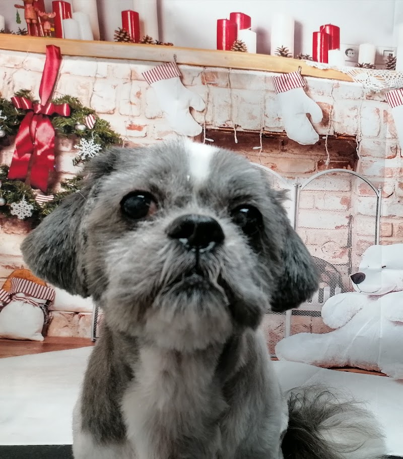 Dog Grooming By Julia cover image