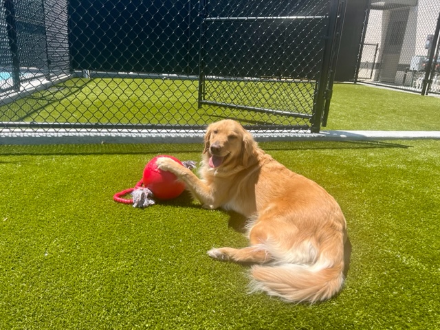 Huntsville Pet Resort cover