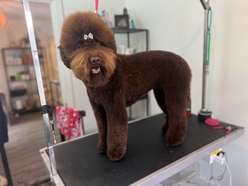 Fox and Hound Grooming Co cover image