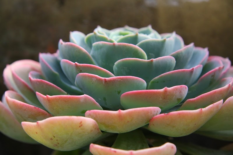 East Bay Nursery cover image