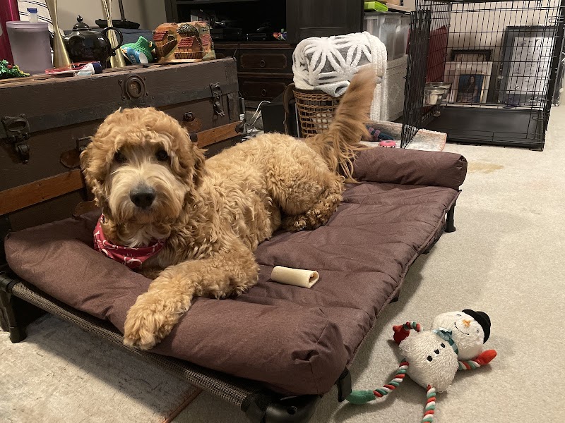 Dean's List K9 Training LLC cover image