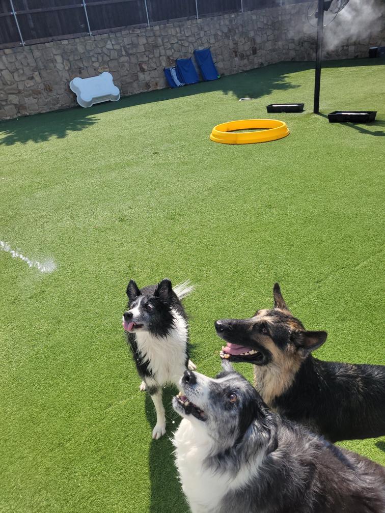 The Royal Pet Resort and Spa cover image