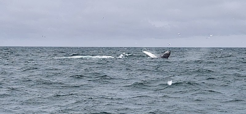 Alaska Tour & Travel cover image