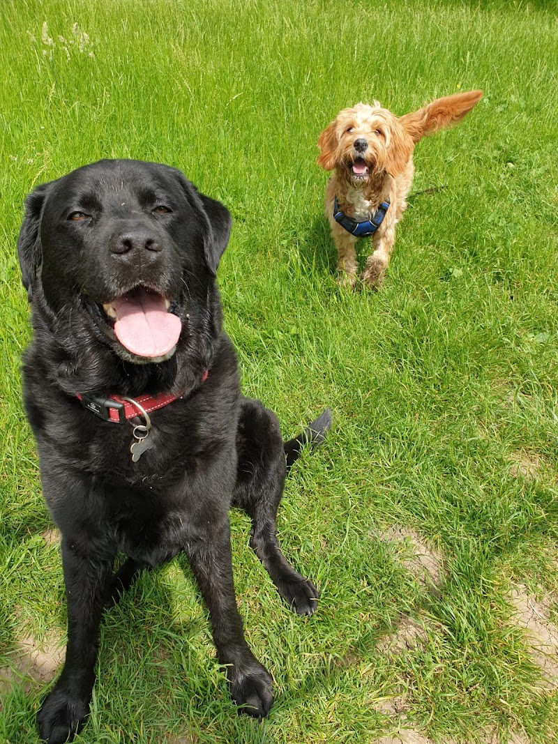 The Dog Walker Wimbledon cover image