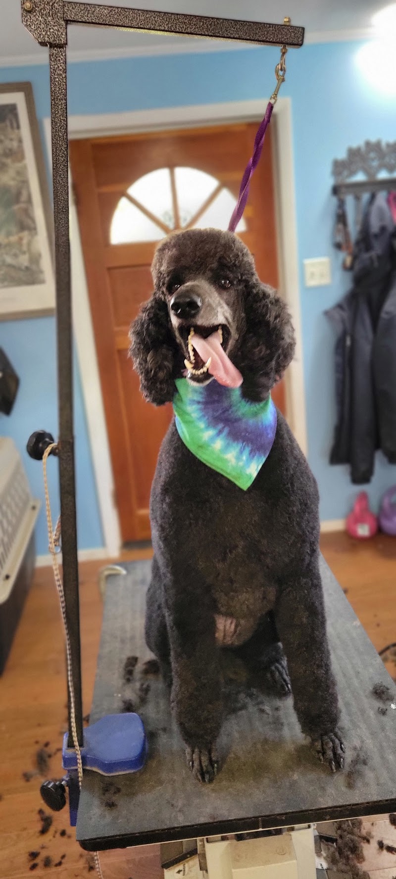 Perfectly Pawed cover