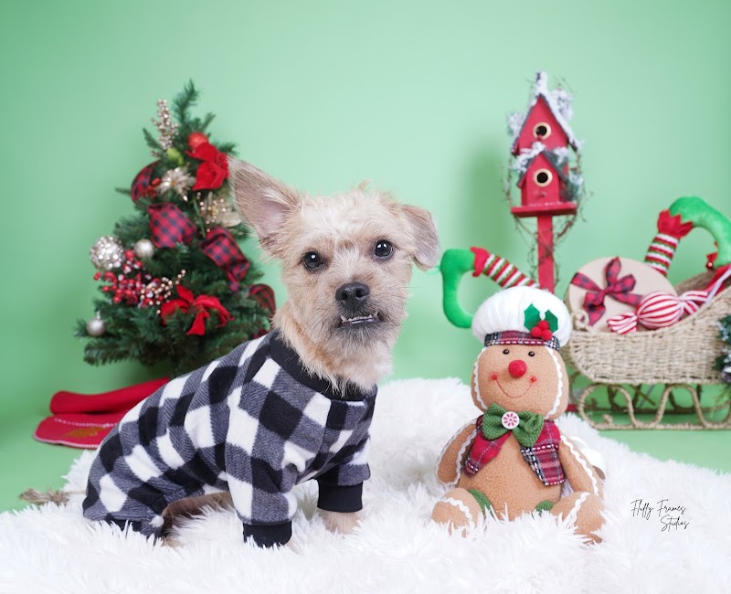 Fluffy Frames Studios cover image