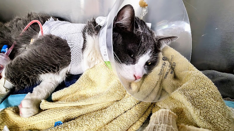 SAGE Veterinary Centers - San Francisco cover image