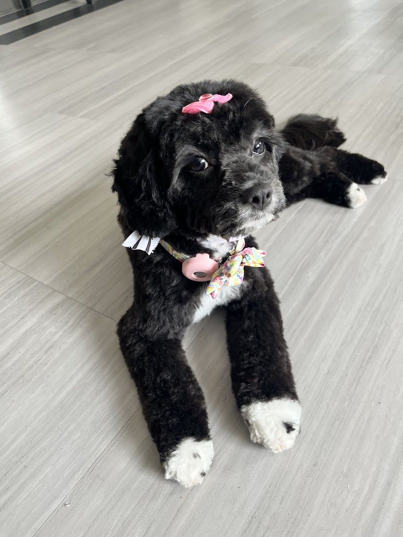 Puppy Cutz cover image