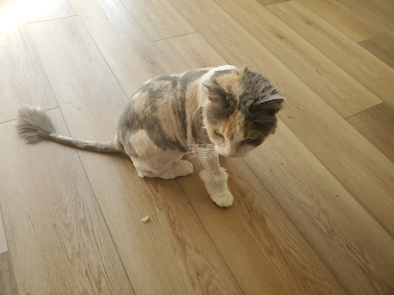 Goin to the Dogs and Cats Mobile Grooming and Pet Spa cover